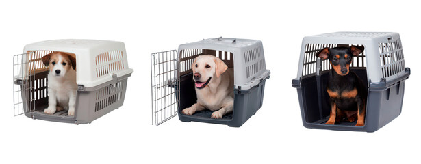 Calm dogs resting, Peaceful canines inside open cages, Animals at ease in exposed enclosures on transparent background