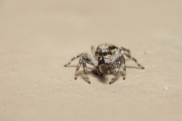 Macro Portrait of a Striped Jumping Spider (Salticidae) with Prey on a Wall