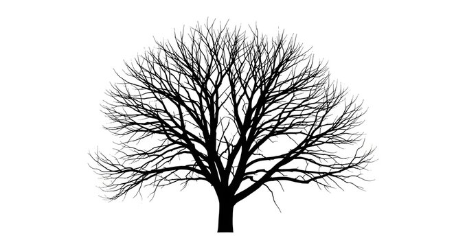 A black silhouette of a bare, leafless tree with a complex network of intricate branches, isolated on a white background. - Powered by Adobe