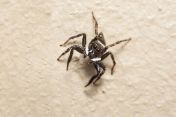 Macro of a Black and White Jumping Spider (Salticidae) on a Textured Surface