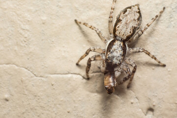 Macro Portrait of a Striped Jumping Spider (Salticidae) with Prey on a Wall