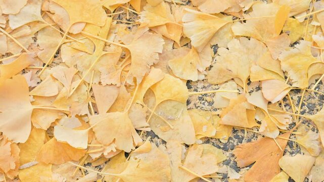 Autumn Ginkgo Leaves Scattered on Ground by Wind and Rain, Forming a Yellow Carpet  |  Tokyo, Japan