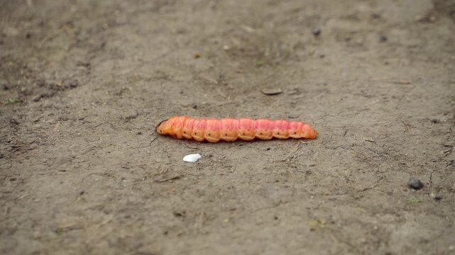 Cossus caterpillar of a wood worm odorous or willow insect pest is crawl on the ground 01