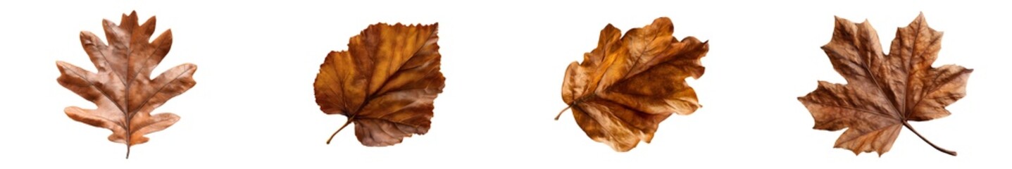 Set of autumn brown leaves, isolated on transparent background
