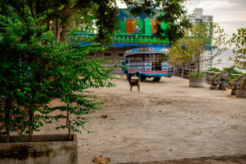 Fototapeta premium The background shows a Thai dog with golden-brown fur running and playing with its owner while working in the countryside like a farmer.