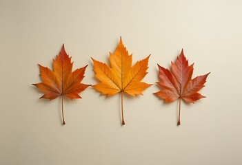 Fototapeta premium Three vibrant autumn maple leaves displaying warm seasonal colors neatly aligned on a light