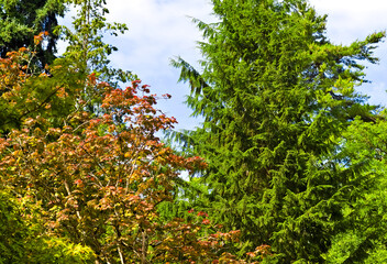 Colorful mix of evergreen and maple trees in the Seattle Japanese Garden, showcasing lush greenery, red leaves, and natural seasonal beauty.