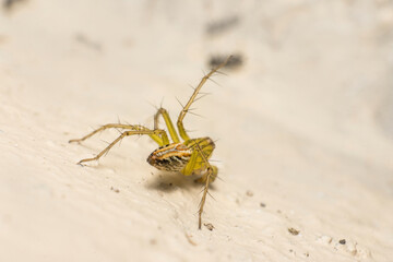 Macro of a Yellow-Green Lynx Spider with Spiked Legs on a Light Wall