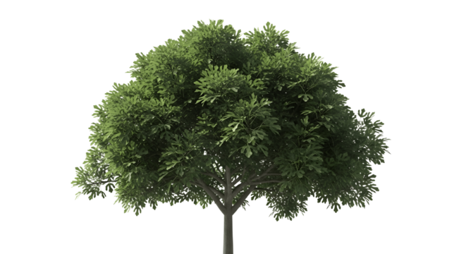 Lush green tree with healthy leaves for landscape design and garden visualizations in design projects