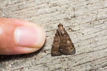 Macro of a Brown Moth Beside a Human Finger for Scale and Size Comparison