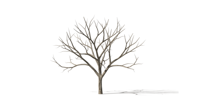 Bare tree silhouette for impactful design projects, create a striking winter or autumn scene easily
