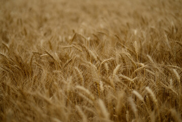 Golden wheat field close up background