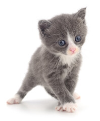 Gray kitten with white paws isolated on white background standing