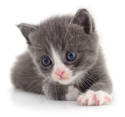 Gray kitten with white paws isolated on white background close up