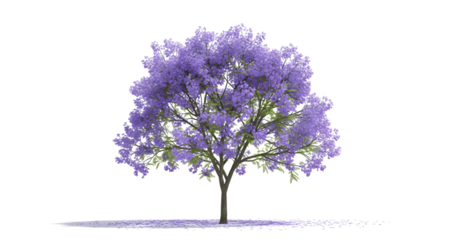 Stunning jacaranda tree in full bloom, showcasing vibrant purple flowers, perfect for spring designs