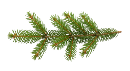 A single green pine branch with needles, isolated on transparent background