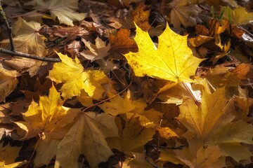 autumn leaves on the ground