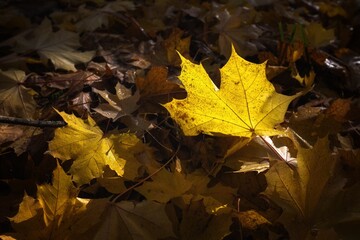autumn leaves in the park
