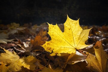 yellow maple leaves