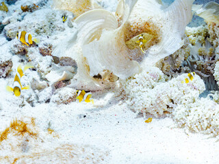 クマノミ, Yellowtail clownfish, Clark's Anemonefish, Amphiprion clarkii,...