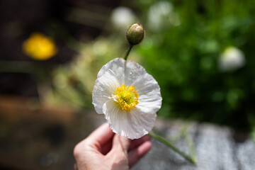 Hand holds fresh white poppy flower bud