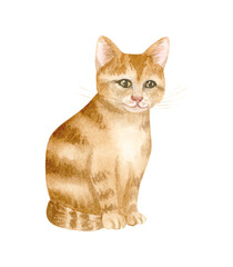 Sitting ginger kitten with stripes watercolor illustration isolated on white. Little cute domestic cat clip art for realistic designs with animals and pets and rescue centers