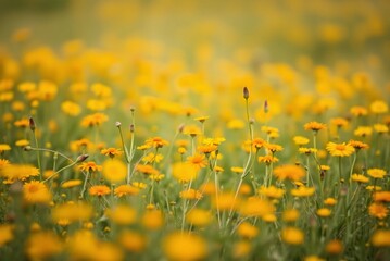 Soft Focus Field of Orange and Yellow Wildflowers, Minimalist Blurred Texture