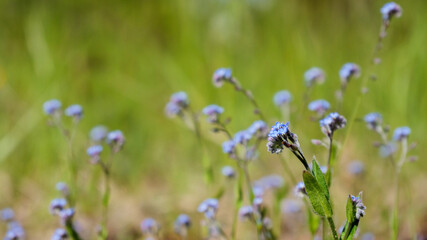 Close up of blue Forget-me-not flowers in a wild field
