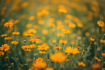Soft Focus Field of Orange and Yellow Wildflowers, Minimalist Blurred Texture