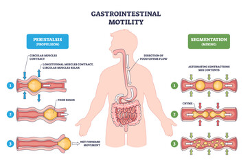 Gastrointestinal motility brief illustrates peristalsis and segmentation in the digestive tract, focusing on esophagus, intestines, and food bolus flow for mixing and propulsion.