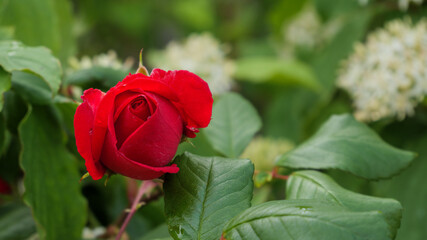 Classic symbol of love a perfect red rosebud against soft green background.