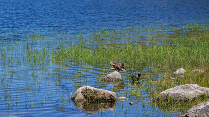 Tranquil alpine lake scene with wild ducks relaxing on rocks by the clear water.