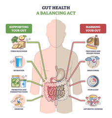 Gut health balancing act shown with a human silhouette split by good vs bad habits, highlighting intestines, arrows, and stomach to explain support versus harm, transparent background.