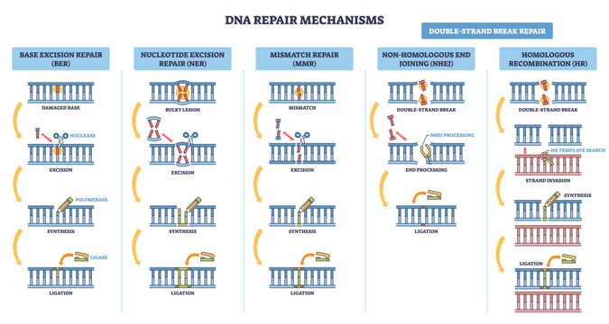 DNA repair mechanisms overview illustrates BER, NER, MMR, NHEJ, HR on DNA strands, key objects, double-strand break, polymerase, ligase, transparent background.