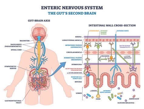 Enteric nervous system overview shows gut-brain axis with myenteric plexus, submucosal plexus, and neurons regulating motility and secretion, transparent background.