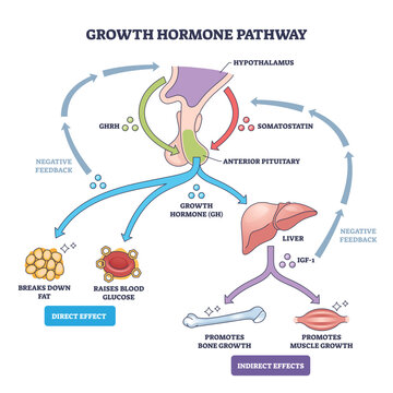 Growth hormone pathway outlines hypothalamus pituitary liver IGF-1 signaling with effects on fat, bone, and muscle, key objects, pituitary, liver, IGF-1, transparent background.