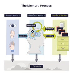 Memory process overview illustrates sensory input to short-term rehearsal and long-term storage, key objects, head silhouette, gears, file cabinet, transparent background. Doodle style diagram