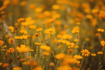 Soft Focus Field of Orange and Yellow Wildflowers, Minimalist Blurred Texture