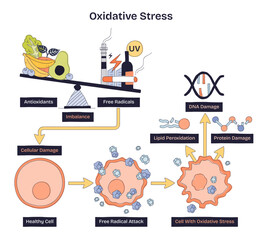 Oxidative stress diagram shows imbalance between antioxidants and free radicals, leading to cellular damage, scale, DNA helix, and damaged cell illustrate the process, transparent background.