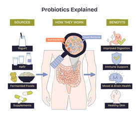 Probiotics explained, a gut health overview showing intestines under a magnifying glass with good and bad bacteria, plus sources and benefits summarized, transparent background. Doodle style diagram