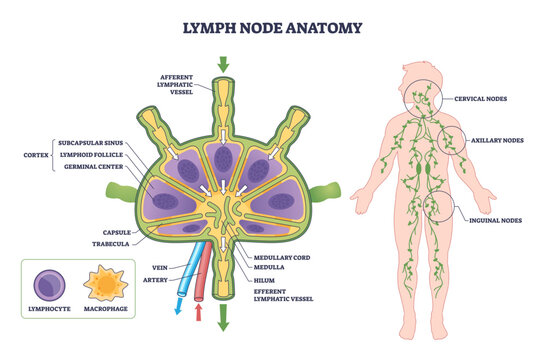 Lymph node anatomy diagram shows structure and lymph flow, highlighting cortex, medulla, and afferent-efferent vessels with body map of cervical, axillary, inguinal nodes, transparent background.