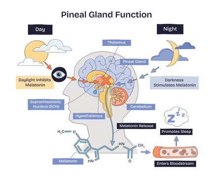 Pineal gland function, light vs dark signals drive melatonin release for sleep, shows brain pathway with pineal gland, melatonin molecule, and day-night icons, transparent background.