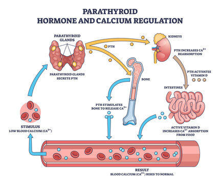 Parathyroid hormone calcium regulation shown, PTH from glands targets bone, kidneys, intestines to restore blood Ca2and, key objects are parathyroid glands, bone, kidney, transparent background.