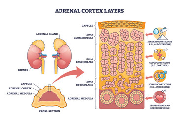 Adrenal cortex layers map zonal histology and hormones, key zones, glomerulosa, fasciculata, reticularis, includes kidney and medulla labels, transparent background.