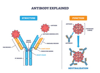 Antibody explained, Y-shaped protein binds antigen to neutralize a virus, showing structure and binding sites, transparent background.Key objects, antibody, antigen, pathogen.