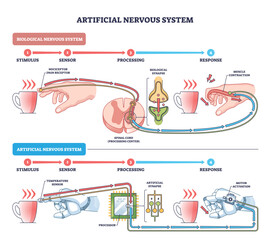 Obraz premium Artificial nervous system brief diagram compares human reflex and robotic response, shows hand, cup, processor, transparent background.