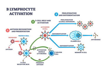B lymphocyte activation shown as stepwise immune response, B cell binds antigen, receives T helper signals, differentiates to plasma cell producing antibodies, transparent background.