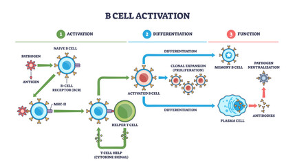 B cell activation pathway showing naive B cell, helper T cell, and antibodies, antigen signals drive clonal expansion to memory and plasma cells, transparent background.