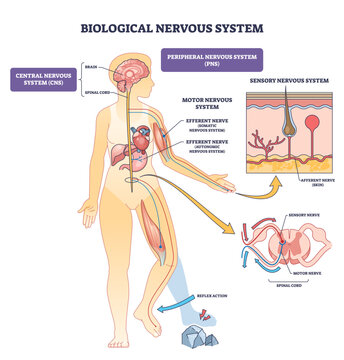 Biological nervous system shown with brain, spinal cord and peripheral nerves, explaining sensory and motor pathways, reflex action, and CNS vs PNS roles, transparent background.