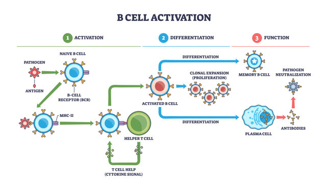 B cell activation pathway showing naive B cell, helper T cell, and antibodies, antigen signals drive clonal expansion to memory and plasma cells, transparent background.